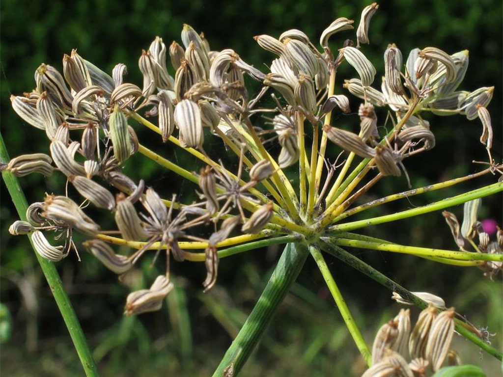 دانه یا بذر رازیانه ( fennel seed )