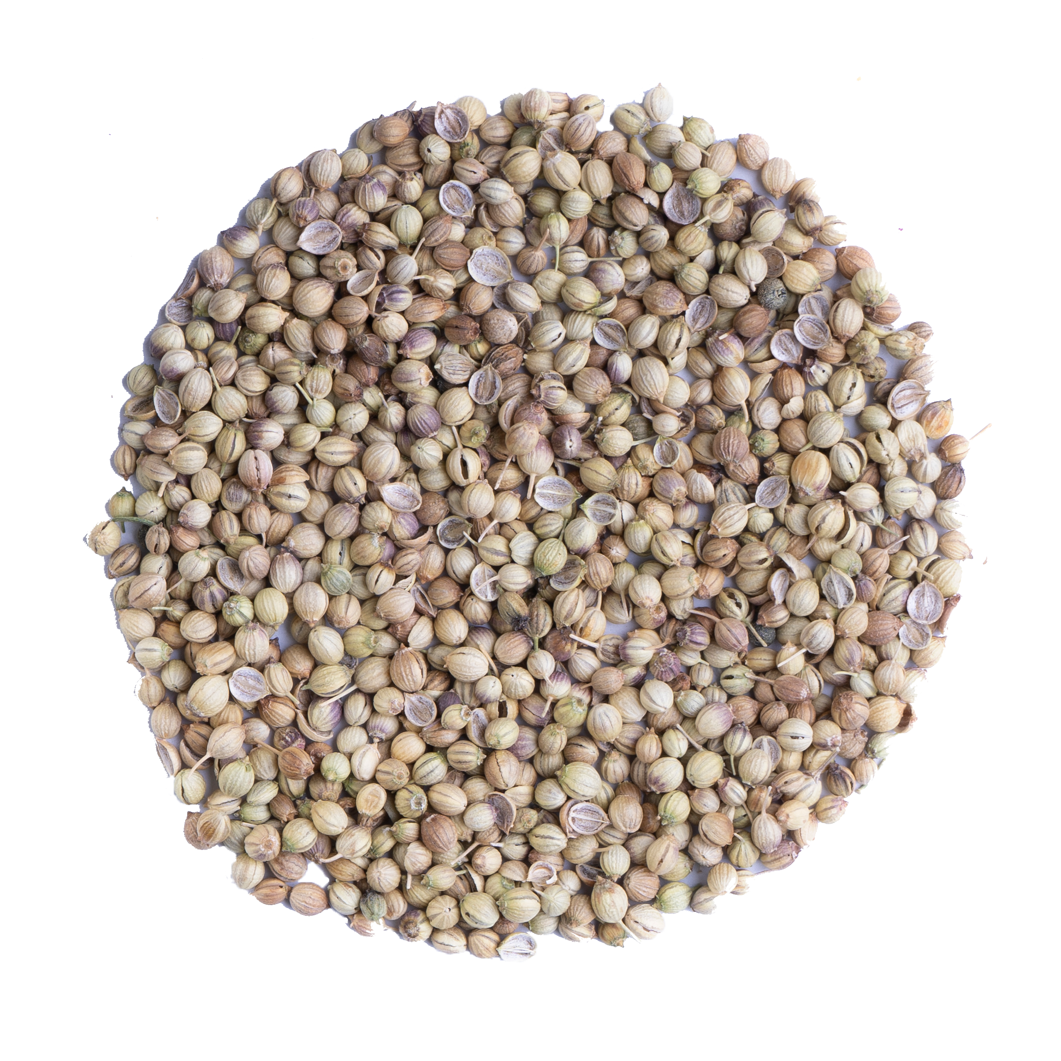 تخم گشنیز